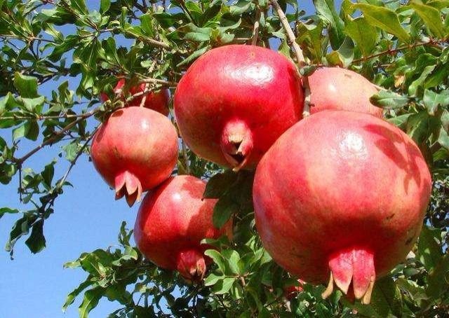 Pomegranate Phule Arakta
